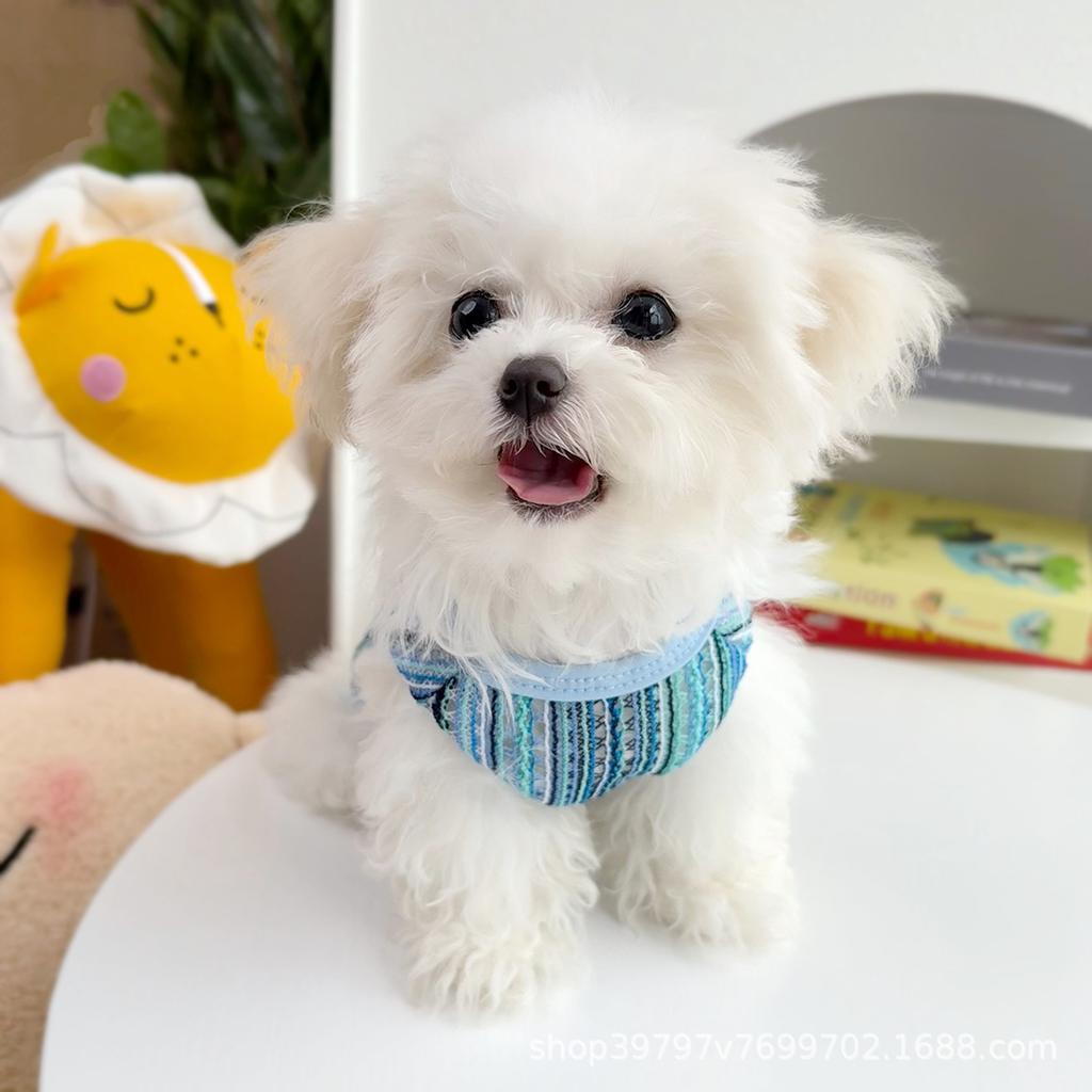 Compilation of Hollow Vest Spring and Summer New Pet Dog Dog Cat Clothes Anti-hair Loss Rainbow Ethnic Wind Breathable Than Bear