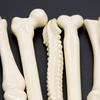 5 Pcs/lot  Bone Shape Ballpoint Pen 0.7mm Blue Ink Refill Writing Ball Pens School Office Stationery Gifts Supplies