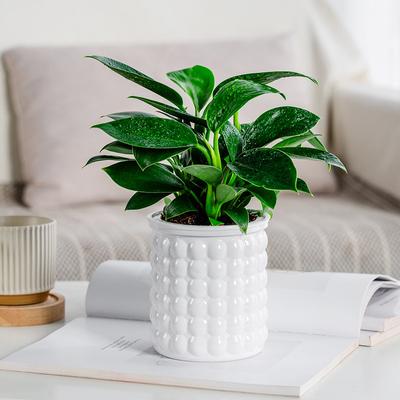 Mini Self Watering Flower Pot Fish Tank Transparent Plastic Plant Pots Self Watering Planter Pot Vase For Home Decoration