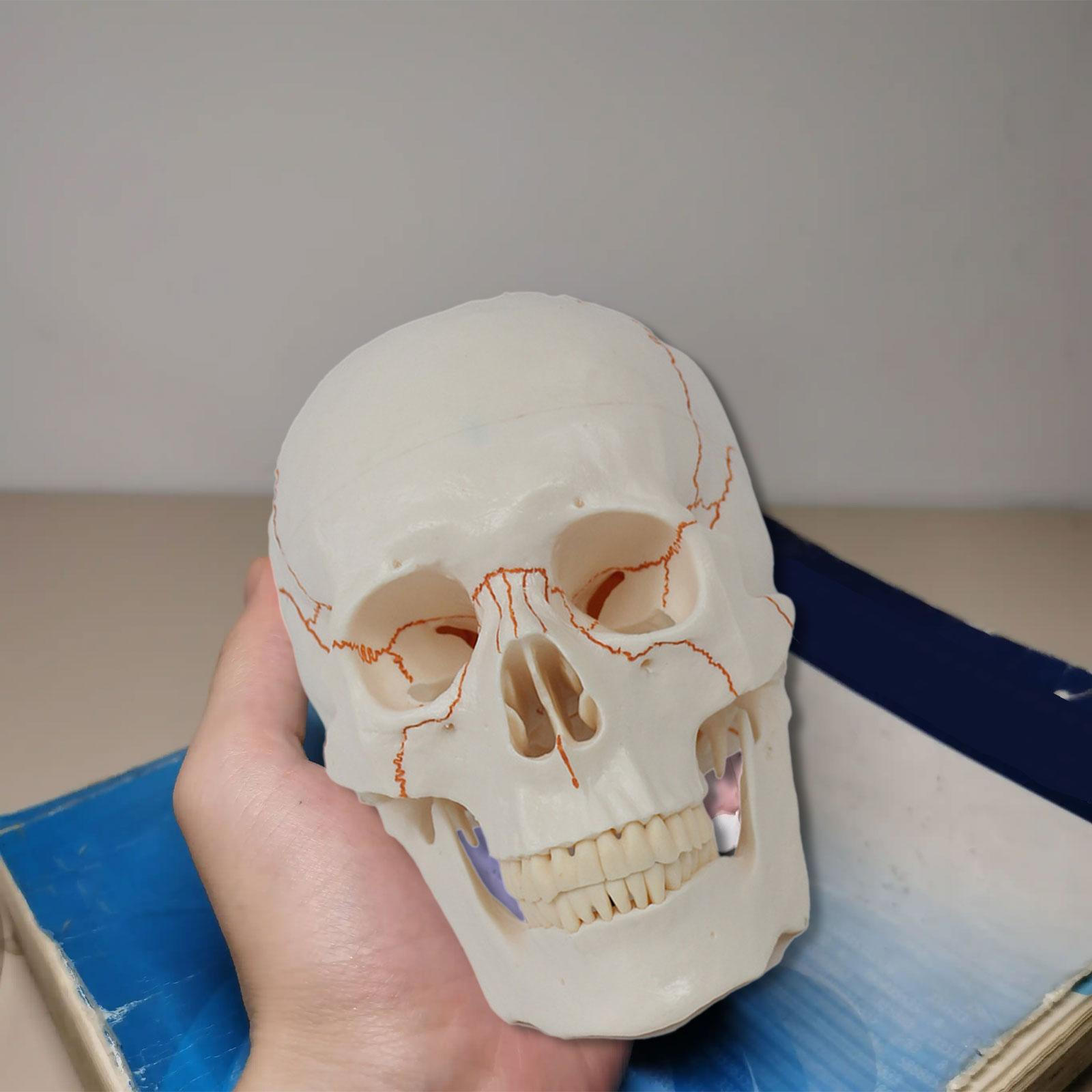 

Human Model Teaching Tool Accessories PVC Lightweight for Educational Use with Cranial