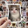100 Pcs Cute Cat Stickers for Kids Boys Girls Waterproof Cat Meme Decals for Laptop Skateboard Luggage Car Bumper Water Bottle Decor