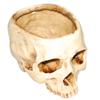 Resin Skull Flower Pot Home Garden Office Decor Planter Container Skeleton Desktop Flower Pot Halloween Skeleton Flowerpot