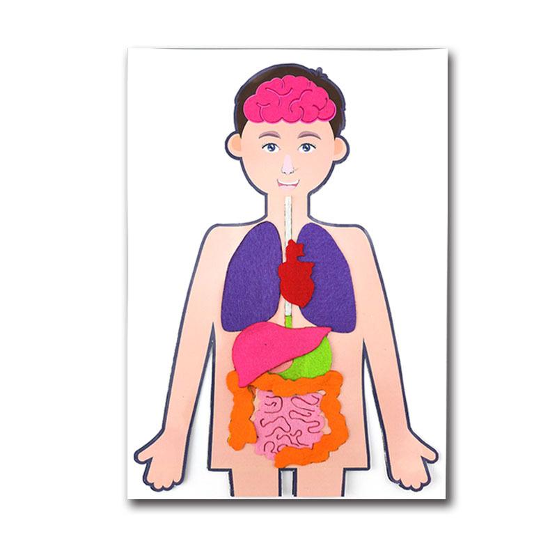 Body Human Organ Puzzle Science Educational Diy Set Cognitive Development Kids