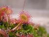 SAFLAX Rosiczka okrągłolistna - 50 nasion - Drosera rotundifolia