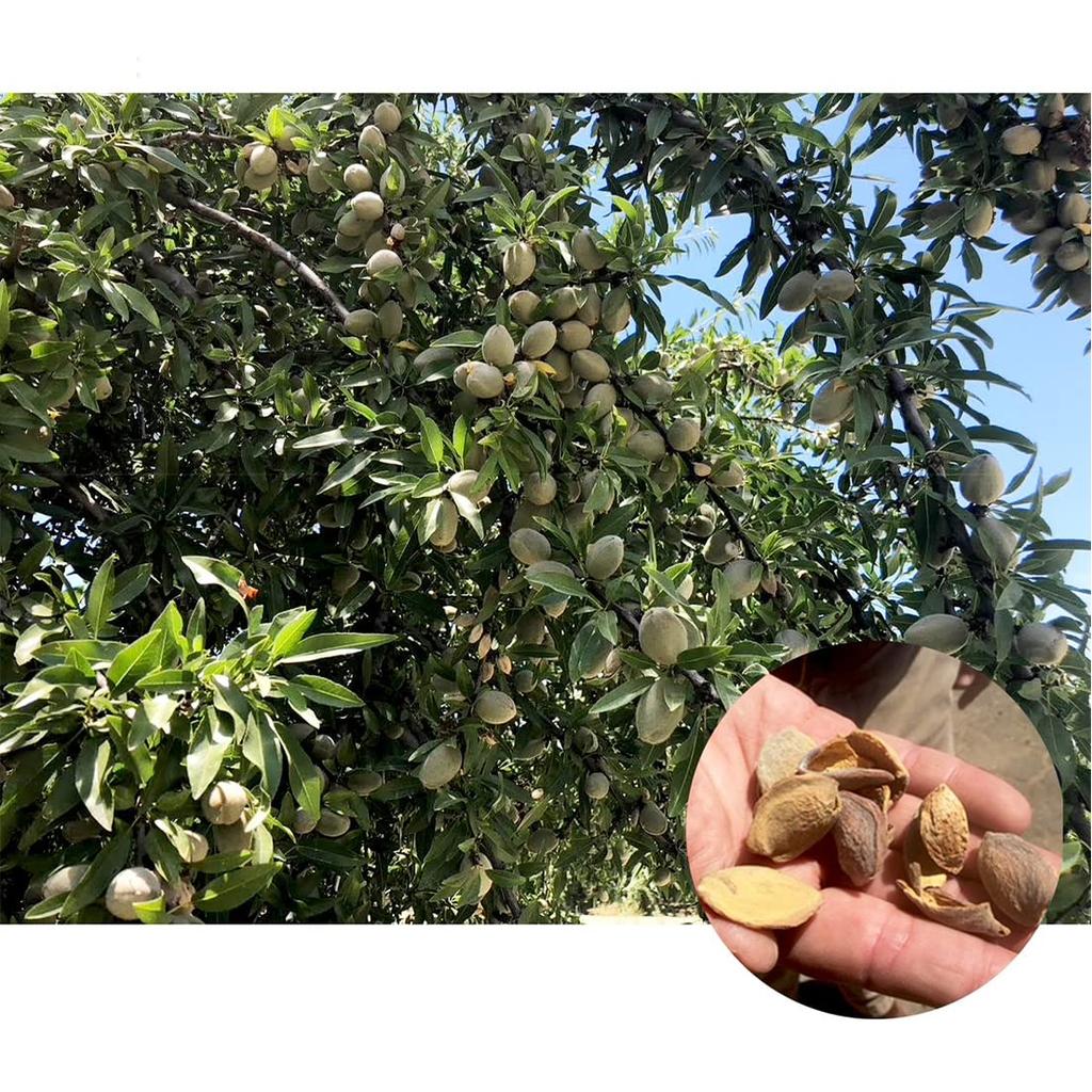 Nuts Create Konomimi Almond Powder 500g Unsalted Skin Baking No Additives California Origin