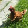Decorazione Braccio di Pollo Decorazione Avambraccio di Pollo Parodia Dinosauro Oggetti di Scena per Animali Domestici Braccio di Pollo Braccia di Hulk Decorazione Divertente per Festa a Tema Pollo