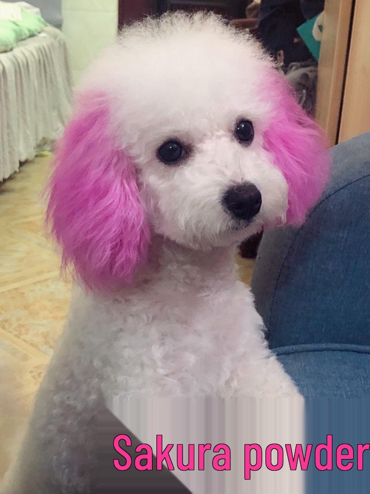 Bichon & Pomeranian White Hair Dye for Pets - Safe and Specialized Formula for Dogs