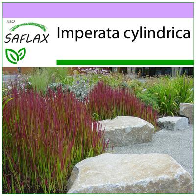 Cogongrass – 50 Samen – Imperata cylindrica