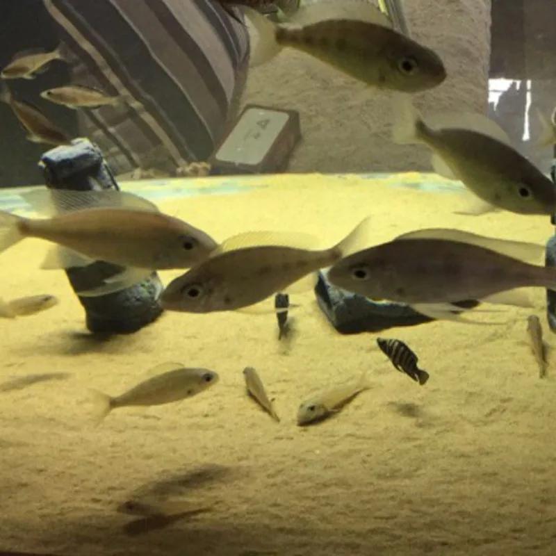 

Смоляная Аквариумная Декорация Аквариум Древняя Античная Римская Статуя Украшение Аквариум Камни для Аквариума Декор Рыб Террариум Small