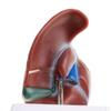 1: -size Model, Human Liver Classroom Decoration, Biology Educational Learning Tool