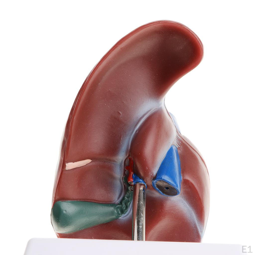 1: -size Model, Human Liver Classroom Decoration, Biology Educational Learning Tool