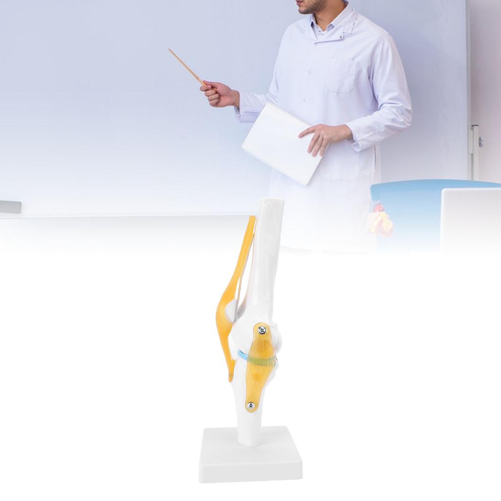 Modelo de Rodilla PVC Tamaño Real Anatomía de la Rodilla Modelo Educativo para Educación Científica Demostraciones en el Aula