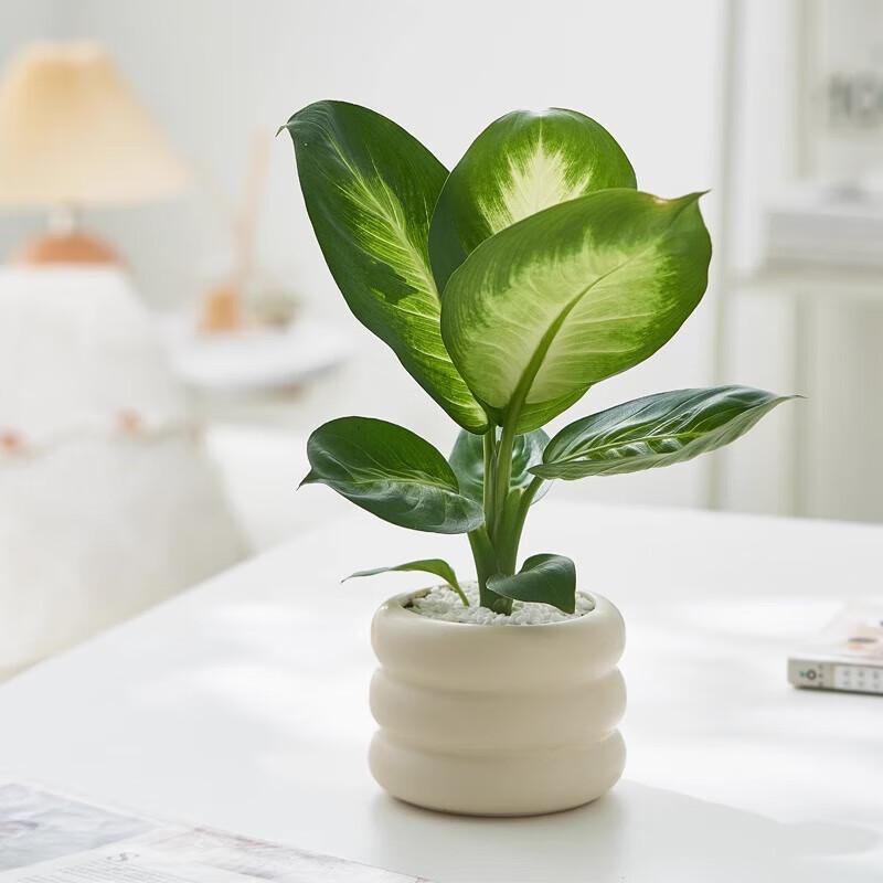 Money Tree Plant In Donut Pot