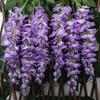 Ailanthus Wisteria Silk Vine - Artificial Hanging Flowers for Wedding & Photography Decor