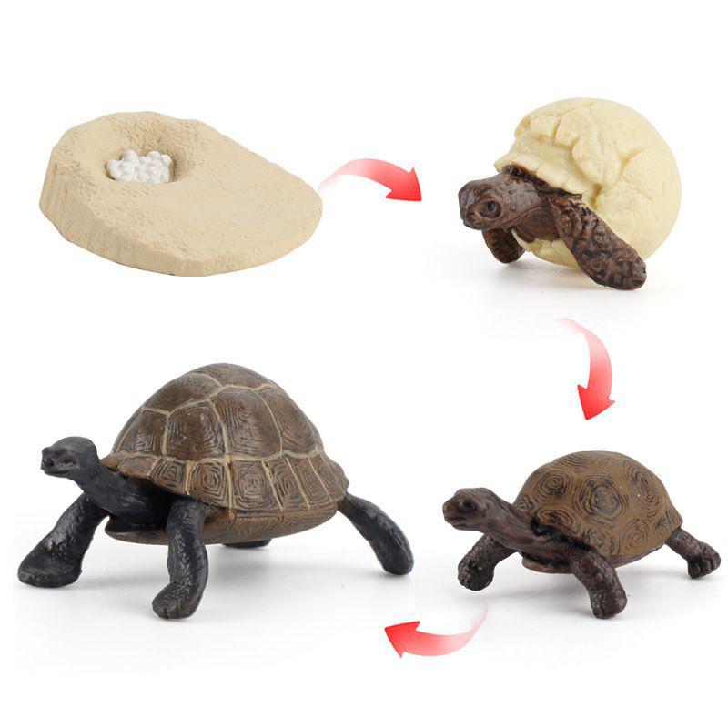 Enchanting Simulation Solid Turtle Chick Frog Animal Growth Cycle Montessori Teaching Aids For Unique Gifts And Decorative Accents