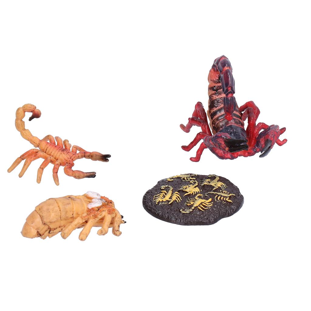 Scorpion Life Cycle Toys Kit Educational Insect Lifestyle Stages Toy Set for Kids#2