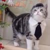 Lustiger Haustier-Katzenhut Herren-Barett Krawatte Bade-Blut-Gangster Cosplay Foto-Requisite Hübsches Halloween-Kostüm für Katzen