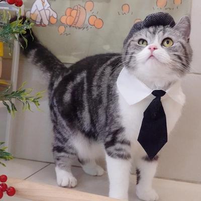 Zabawny Kapelusz dla Kota Gentleman Beret Krawat Kąpielowy Gangster Krew Cosplay Rekwizyt do Zdjęć Przystojny Kostium Halloweenowy dla Kotów