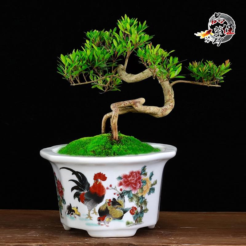 White Glazed Ceramic Succulent Pot - Mini Potted Plant for Office Desk or Balcony