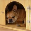 ZISIZ Wooden Pet House & Crate