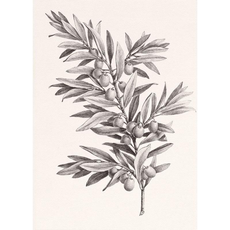 Apple Garlic Daisy Blossom Olive Branch Sketch Poster Print Vintage Botanical Drawing Canvas Painting for  Kitchen Room Decor