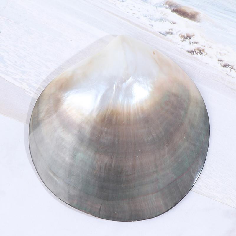 

Натуральные ракушки Черная бабочка Ювелирные изделия из раковин своими руками Морской декор Морской гребешок