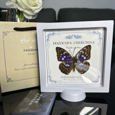 Real Butterfly Specimen Photo Frame, DIY 3D Embellishment/Ornament/Furniture Decoration