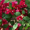 Multicolor Bougainvillea Artificial Flower Vine Green Leaves Hanging Decoration Simulation Flower Vine DIY Photo Props