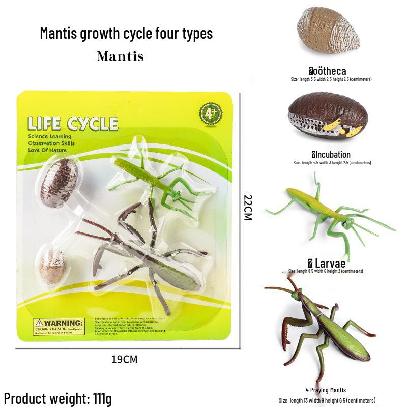 Mini Animal Growth Cycle Toys: Butterfly, Rooster, Ant, Frog, Sea Turtle, Dragonfly