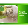 Seeds BHS 1 kg