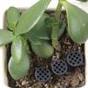 Portable Fertilizer Basket 10 Pieces Portable Slow Cups With Lid Planting Nutrition Cups For Basil Flowers Indoor Outdoor