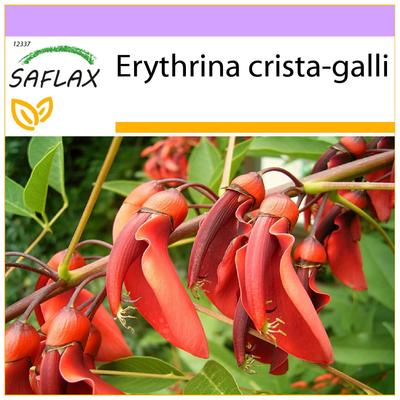 Koraalboom - 6 zaden - Erythrina crista galli