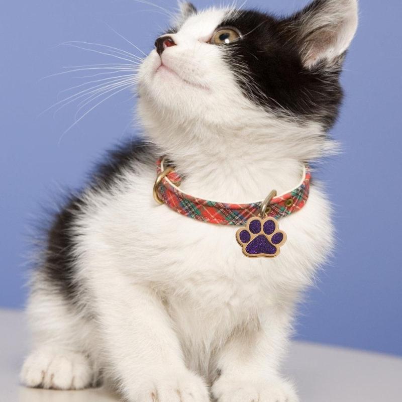 Haustierhalsband Blingbling Anhänger für Hunde Katzen Tierpfotenabdruck Anhänger mit Glitzer Mehrfarbig