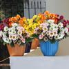 Artificial Sunset Mums UV-Resistant Planter Flowers Fake Fade-Resistant Mums With Eucalyptus Leaves For Porch Garden Grave Home