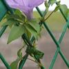 Für Pflanzenunterstützung Rebenclip Garten Gewächshausteile Kunststoff