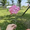 Buquê de Flores de Lã Tricotado à Mão: Ornamento de Rosa, Lírio, Girassol Presente