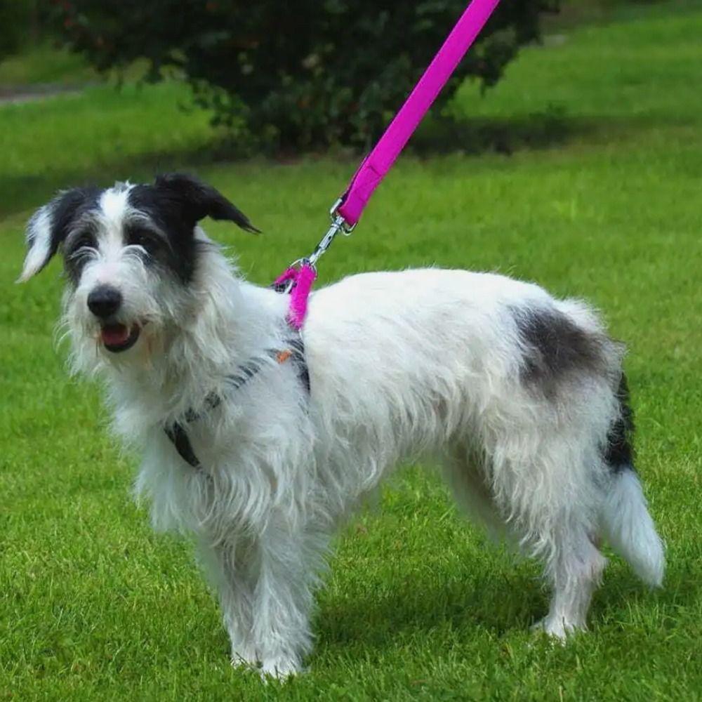 Einfache Starke Langlebige Gepolsterte Hundeleine Welpe Eine Größe Energie Bunte Haustierleinen Nylon Lange Hundetrainingsleine für Haustier