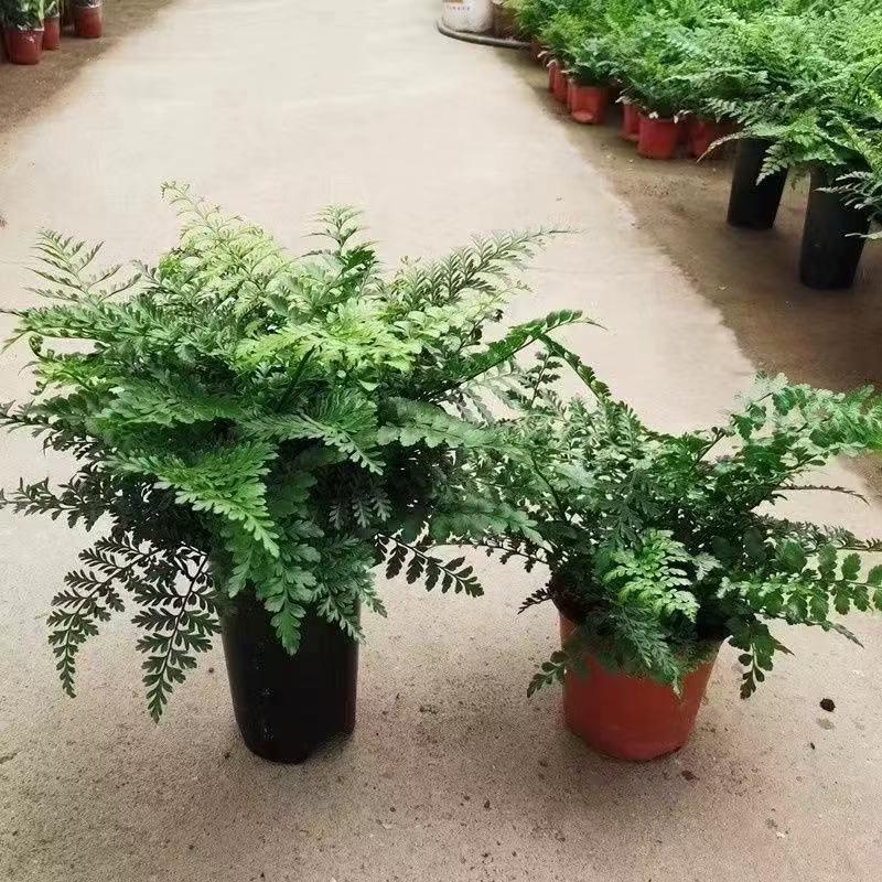 

ZISIZ Емальований горщик для рослин Jim Fern