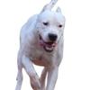 Fluier pentru Câini Fluier pentru Pui Sunet Reglabil Fluier pentru Antrenamentul Câinilor Fluier Metalic Portabil Breloc Oprire Lătrat Accesorii pentru Animale de Companie