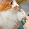 Pet Wash Brush Ergonomic Design Long-term Use Hair Removal Gentle Silicone Bristles Cat Massage Comb for Pet