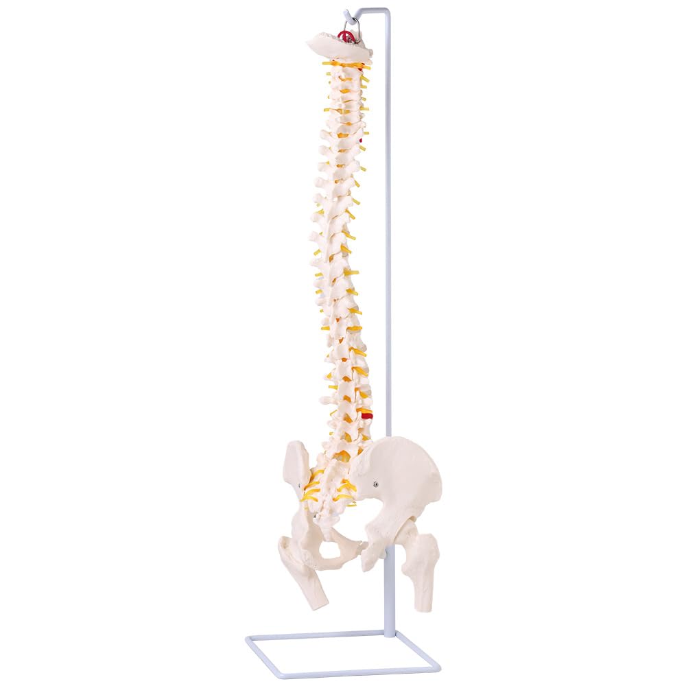 Model pelvin spinal UPstore, mărime naturală, model de coloană vertebrală 90cm, model spinal mobil, dimensiuni 11, model de măduvă spinală suspendată cu piedestal, pelvis masculin mobil