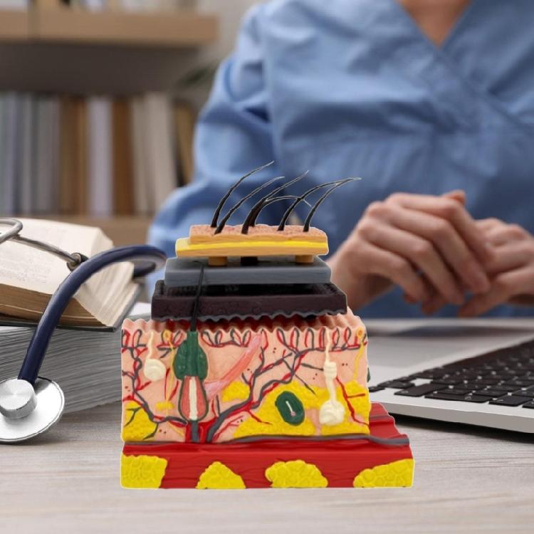 Anatomisches Modell der menschlichen Haut mit Haaren Hautmodell für den Unterricht im Klassenzimmer Anzeige