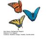 3Pcs Butterfly Magnets for Refrigerators Realistic Double-Sided Wings Flexible Butterfly Home Decor Magnets