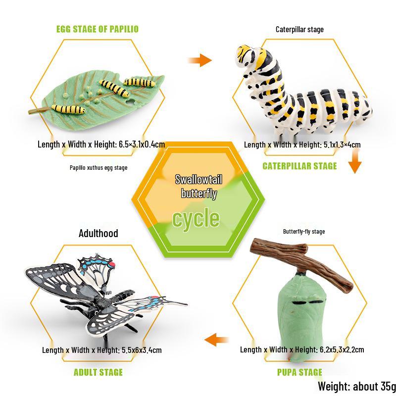 Animal Growth Cycle Models: Chicken, Duck, Goose, Butterfly, Turtle, Frog Montessori Teaching Figurines