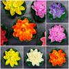 Plants Green Leaves Home Decoration Simulation Water Lily Artificial Lotus Flower Fake Plants