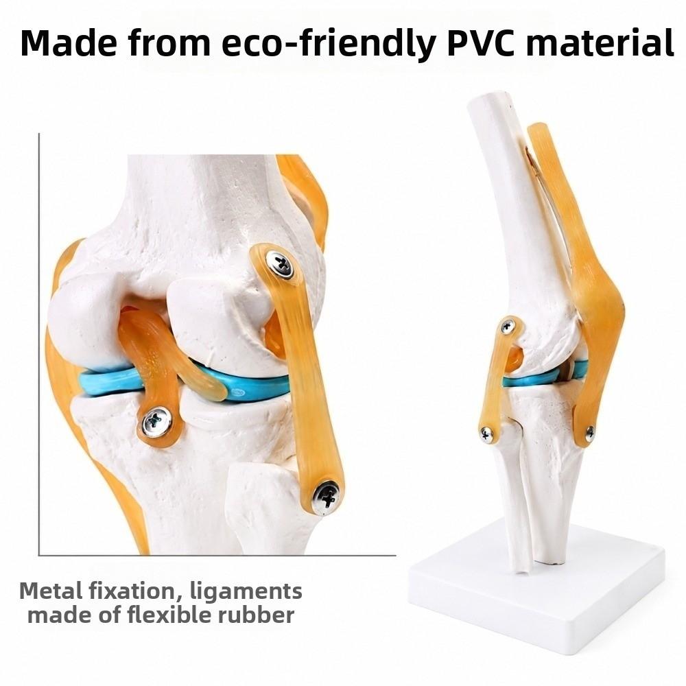 PVC Human Knee Joint Model Anatomical Shape Patella Model Anatomy Reference