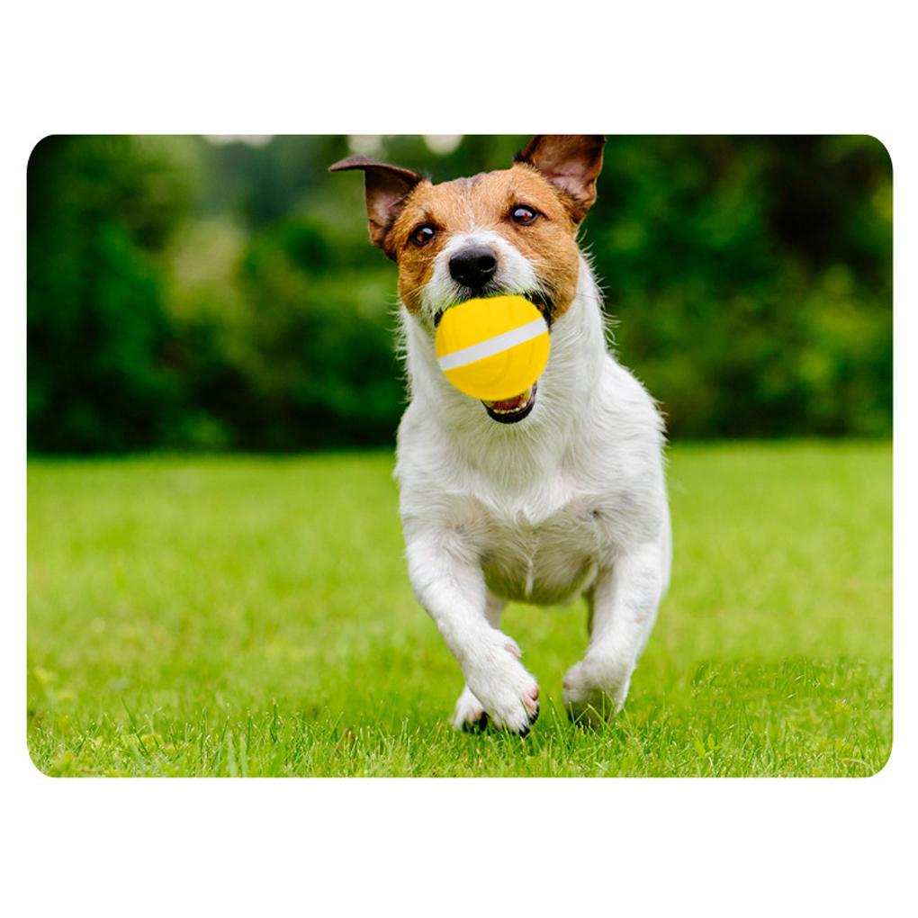 Pets Chasing Teeth Grinding Flashing Ball Indoor Courtyard Animal Fetching Balls Rechargeable USB Charging Toy