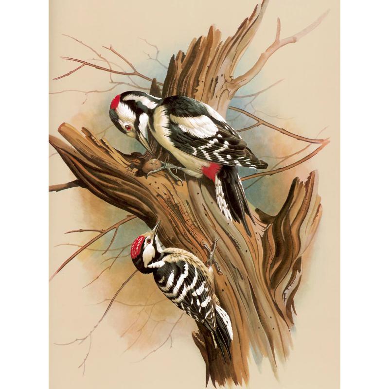 Canvas paintings, animals, birds, home decor, gift craftsmanship, living room, bedroom, wall decoration