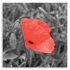 Canvas print, Red poppy in grey