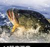 16-Strand YGKPE Wear-Resistant Dyneema Fishing Line - Black Bass & Sea Fishing, High Tensile Strength